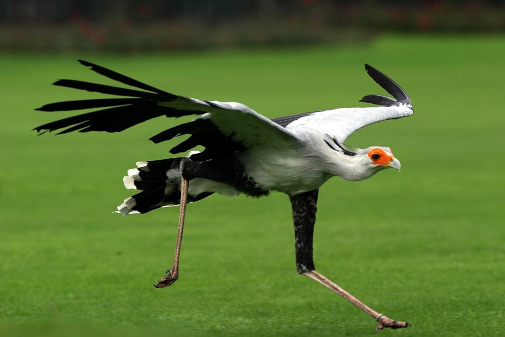 Sekretär Foto: Weltvogelpark Walsrode