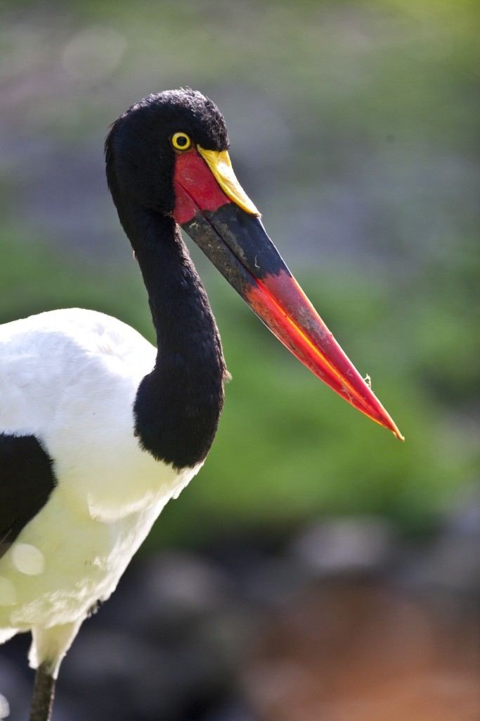 Sattelstorch Foto: Weltvogelpark Walsrode