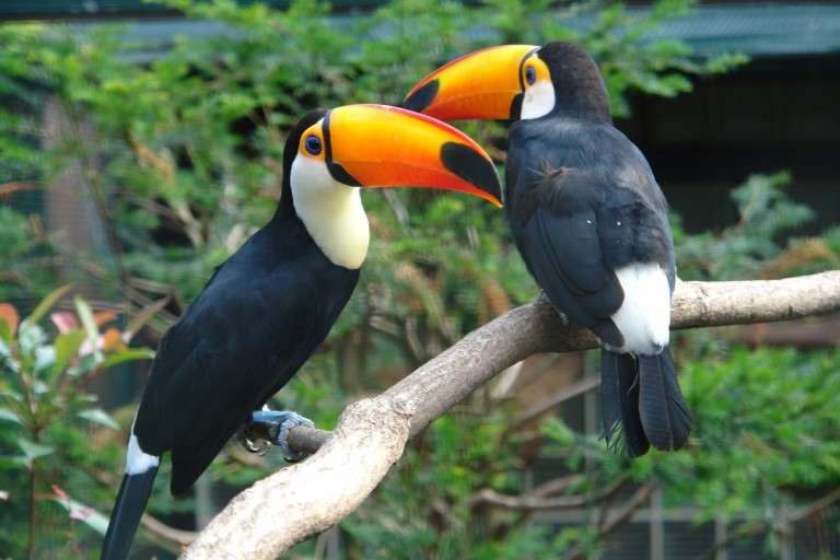 Weltweit erstmalig: Besucher können in der neuen Indoorattraktion Pukara Tukane von Hand füttern. Foto: Weltvogelpark Walsrode