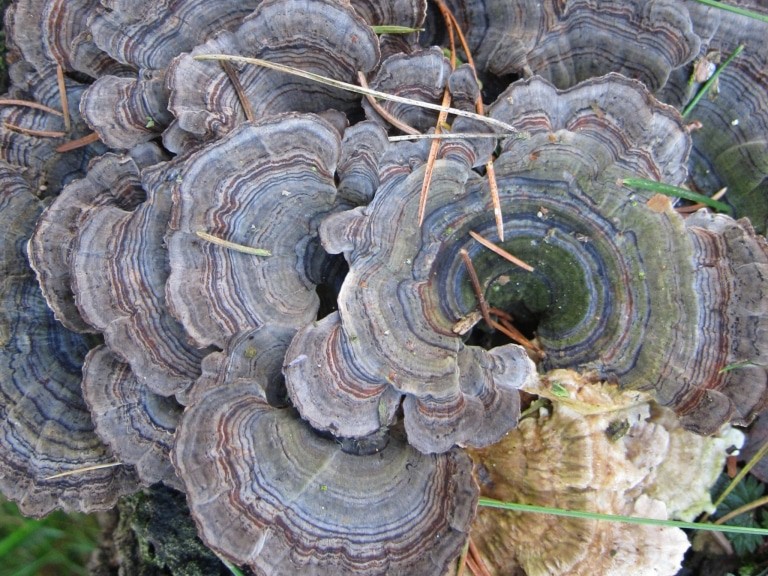 Baumpilz
