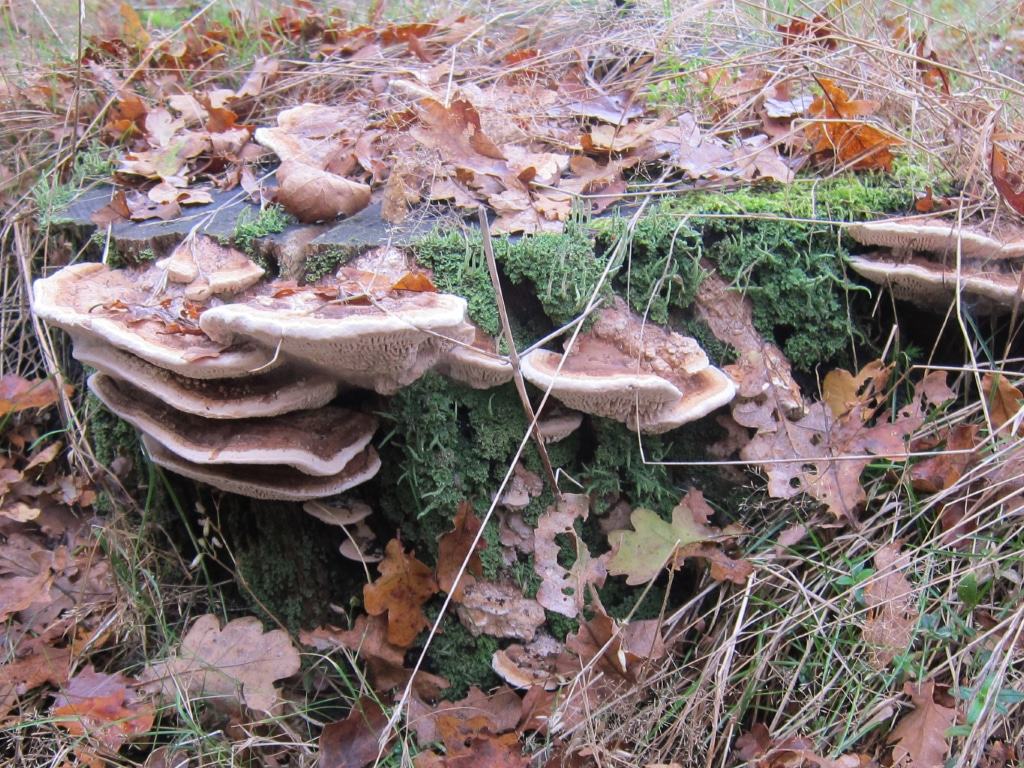 Große Baumpilze und Moos wachsen auf diesem Baumstumpf