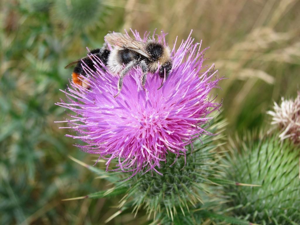 Gemeine Kratzdistel (Cirsium vulgare) mit Bienen