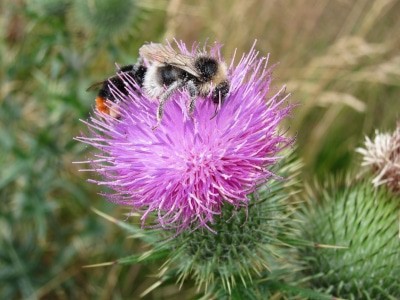 Gemeine Kratzdistel (Cirsium vulgare) mit Bienen