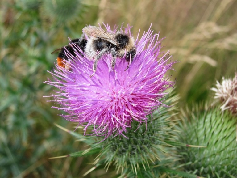 Gemeine Kratzdistel (Cirsium vulgare) mit Bienen