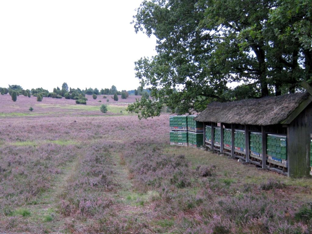 Honigernte in der blühenden Heide - in Niederhaverbeck in der Lüneburger Heide