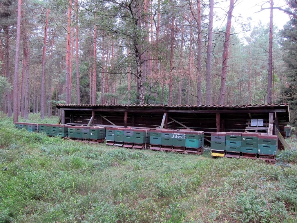 Bienenzaun mit Bienenstöcken im Kieferwald in Flugnähe zu großen Heideflächen