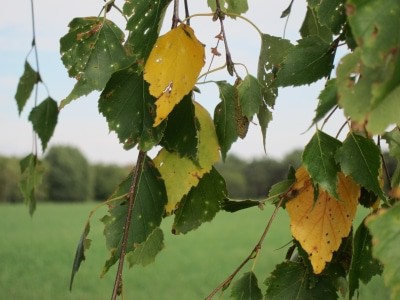Birkenlaub, teilweise schon herbstlich gefärbt.
