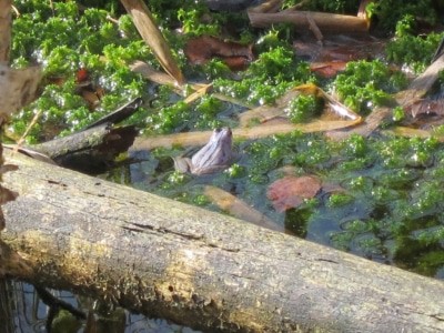 Blauer verfärbter Moorfrosch zur Paarungszeit im Pietzmoor, Schneverdingen, Lüneburger Heide