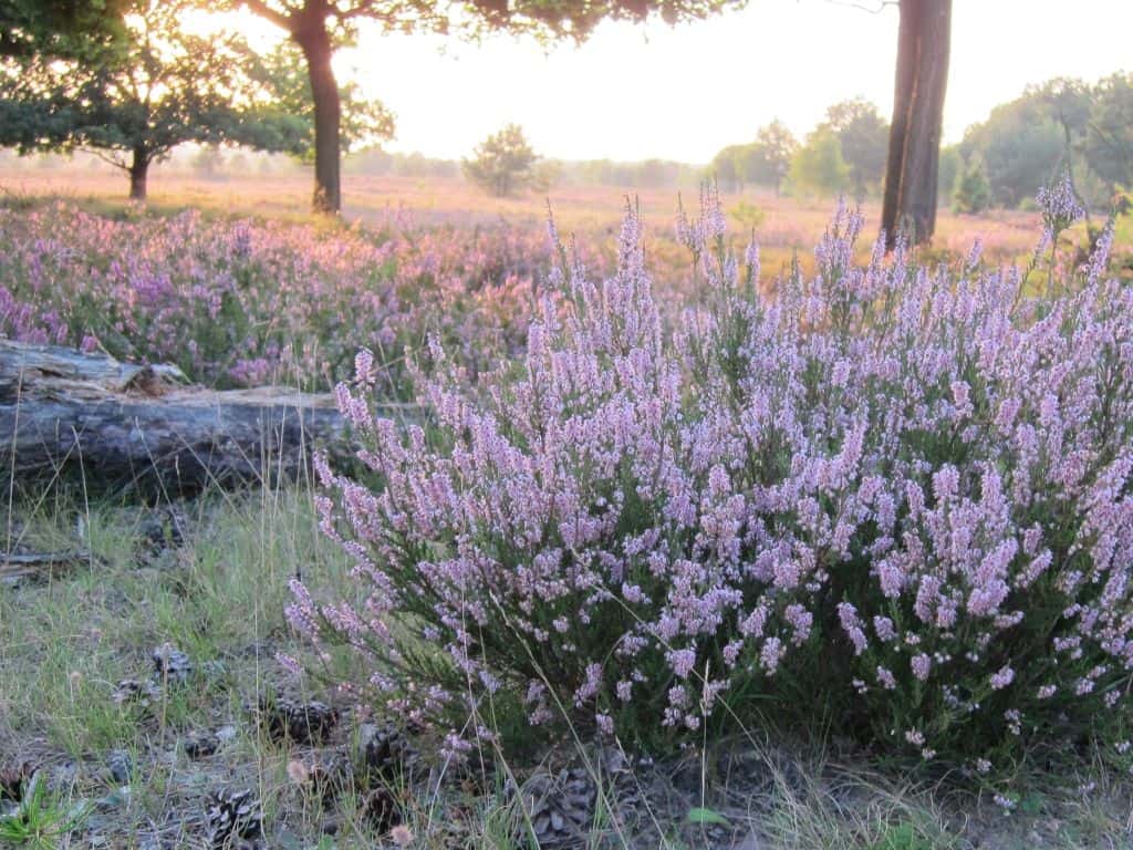 Blühende Besenheide im Abendsonnenschein (Schneverdingen, Osterheide) (22.08.2015) Schneverdingen Osterheide 22.08.2015 Blühende Besenheide im Abendsonnenschein