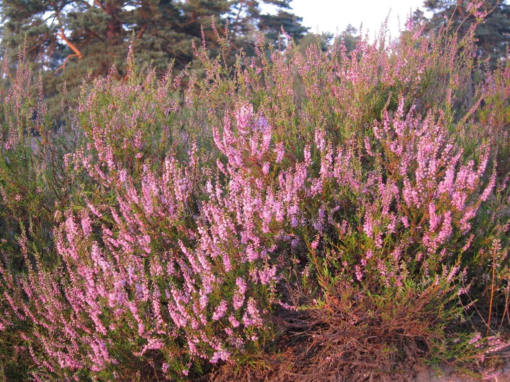 Blühendes Heidekraut (Besenheide - Calluna vulgaris) in der Lüneburger Heide