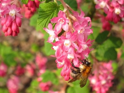 Großaufnahme Blühende Blut-Johannisbeere (Ribes sanguineum) mit Hummel