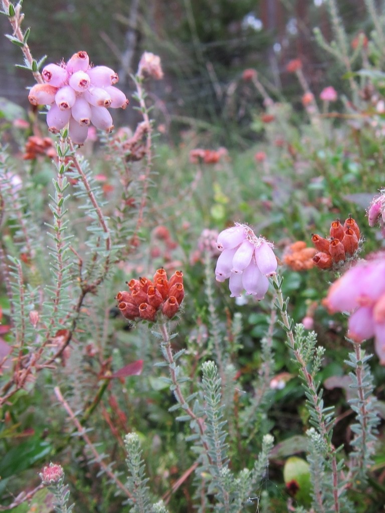 An einigen Stellen blüht auch noch Glockenheide (Erica tetralix).