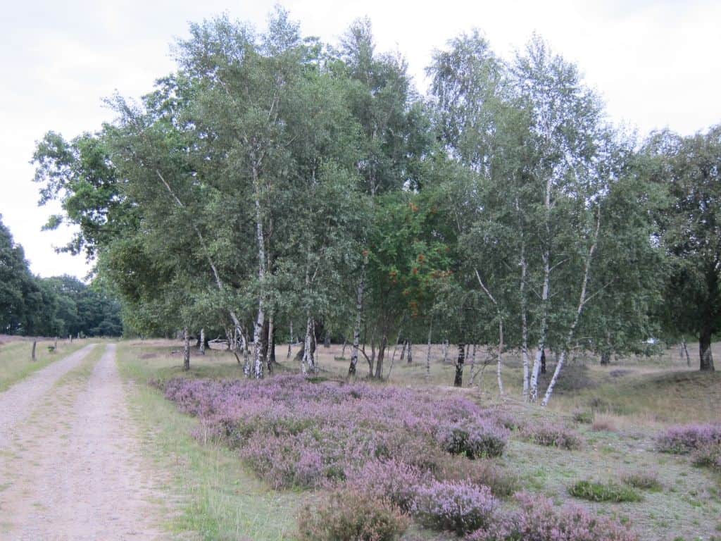 Blühende Heide am Hof Wulfsberg/Schneverdingen am 25.08.2015 gegen Abend Heideblüte unter Birken bei Hof Wulfsberg Schneverdingen am 25.08.2015
