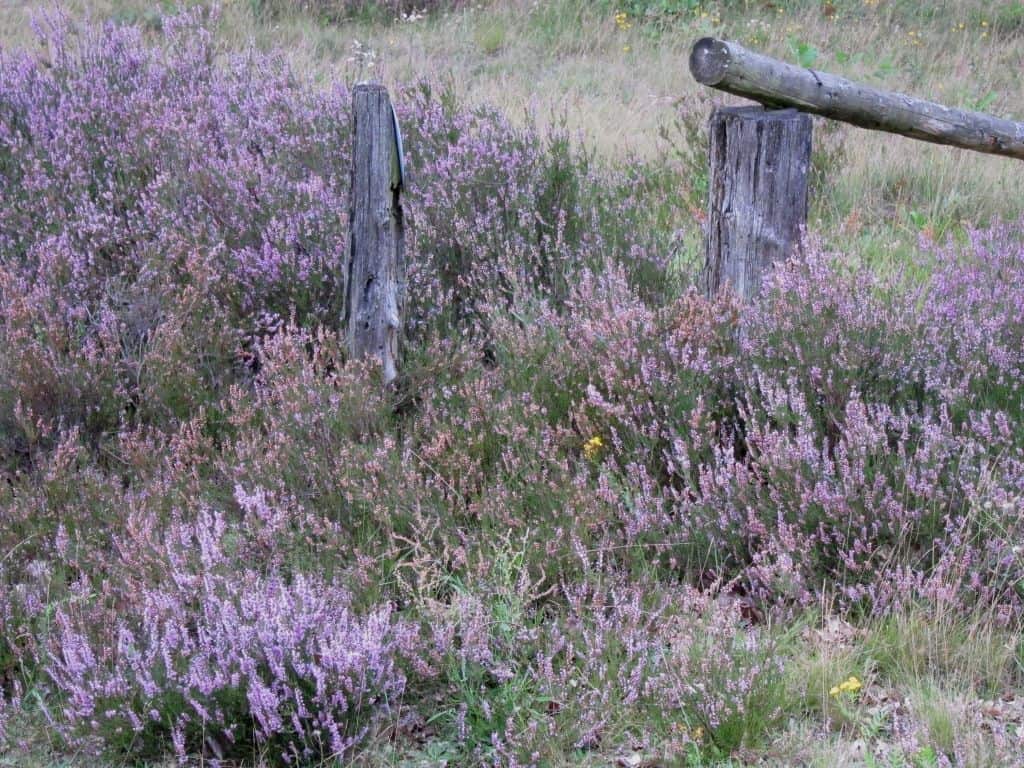 25.08.2015 Blühende Besenheide mit Holzzaun Blühende Besenheide mit Holzzaun bei Hof Wulfsberg 25.08.2015