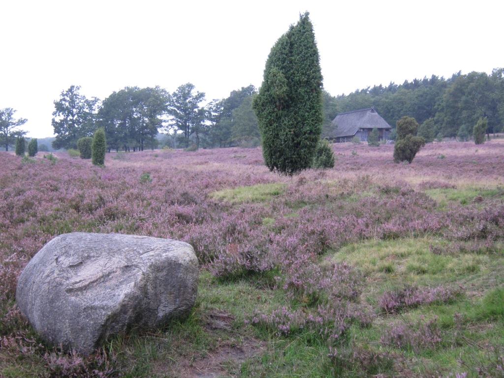 Großer Schafstall in der blühenden Heide bei Bispingen-Niederhaverbeck