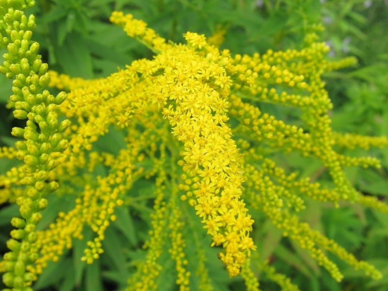 Kanadische Goldrute (Solidago canadensis)