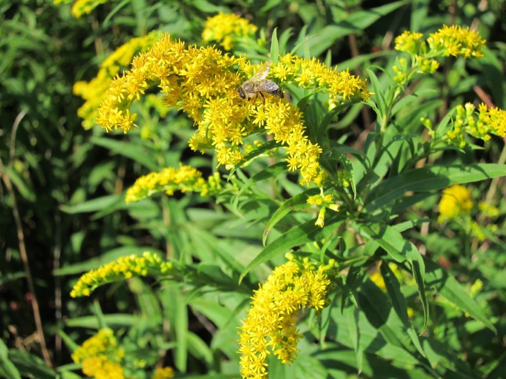In voller Blüte am sonnigen Standtort: Die Kanadische Goldrute, ein Favorit der Insekten