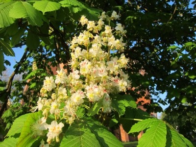 Die Kastanien stehen in voller Blüte.