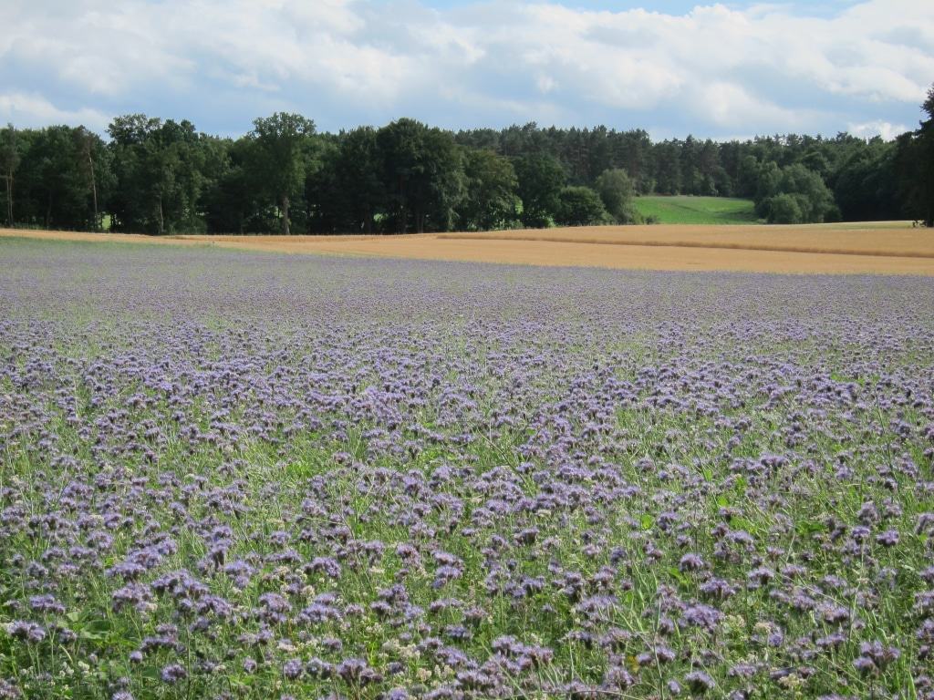 Blühende Phacelia/Bienenweide