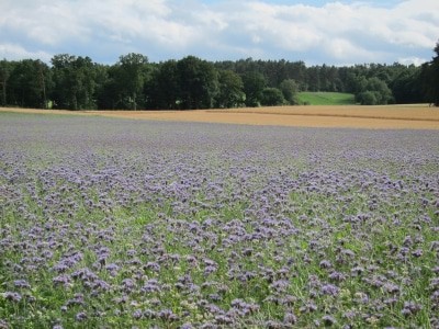 Blühende Phacelia/Bienenweide