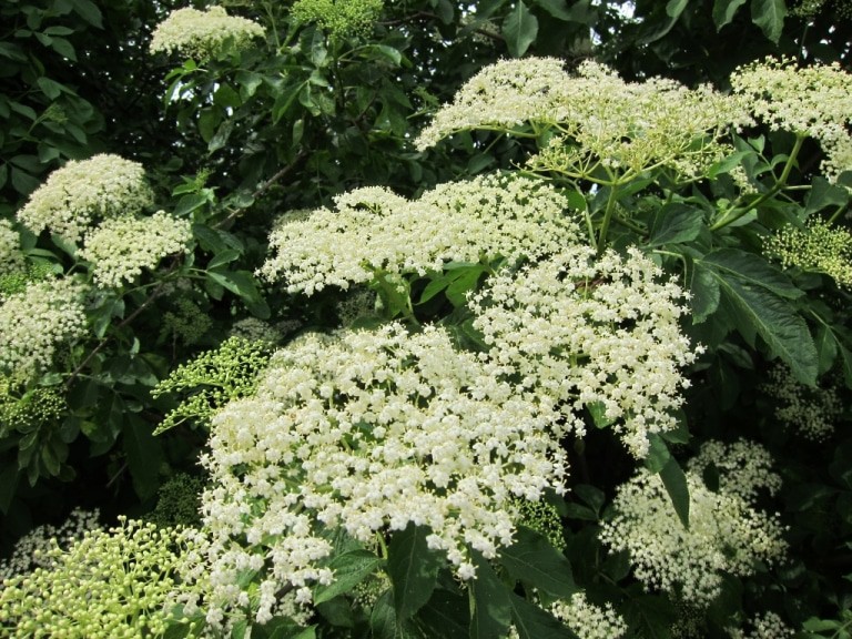 Der Holunder steht in voller Blüte.