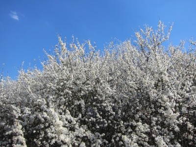 Blühender Schlehdorn (Prunus spinosa)