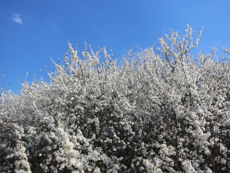Blühender Schlehdorn (Prunus spinosa)