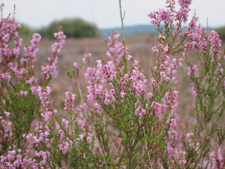 Blühendes Heidekraut (Calluna vulgaris)