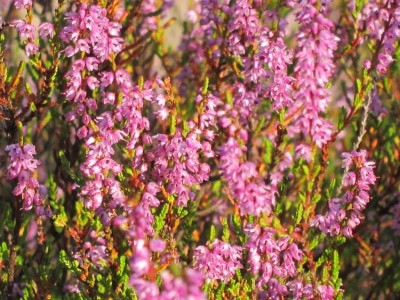 Blühendes Heidekraut (Calluna vulgaris - Besenheide)