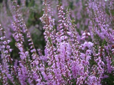 Heidekraut (Calluna vulgaris) in voller Blüte