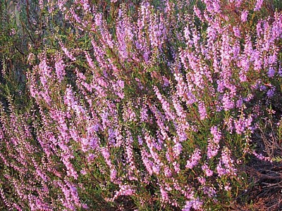 Die Morgensonne läßt die Blüten der Besenheide in voller Pracht leuchten.