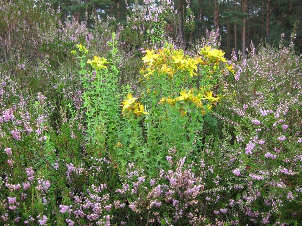 bluehendes-heidekraut-johanniskraut-2015-08-16 Johanniskraut (Hypericum) und Besenheide (Calluna) blühen in der Schwindebecker Heide 16.08.2015