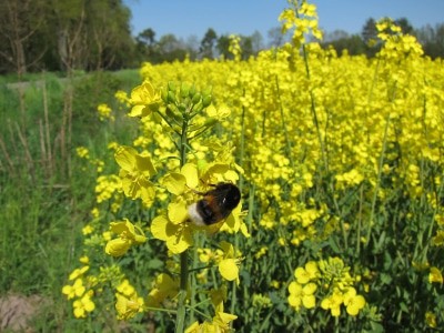 Leuchtend gelb blühendes Rapsfeld