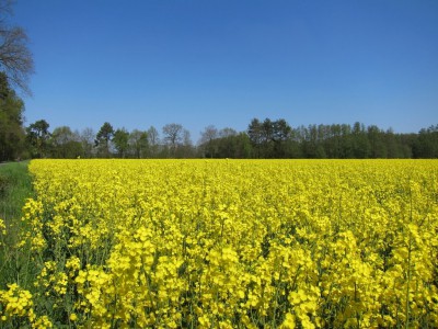 Blühendes Rapsfeld im Wendland