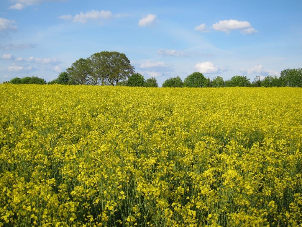 Blühendes Rapsfeld in der Lüneburger Heide