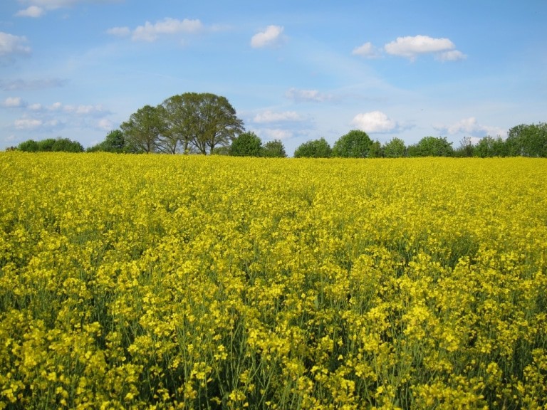 Blühendes Rapsfeld in der Lüneburger Heide