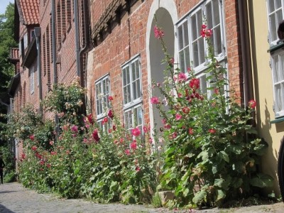 Rosen und Stockrosen blühen in der Straße "Auf dem Meere" in Lüneburg