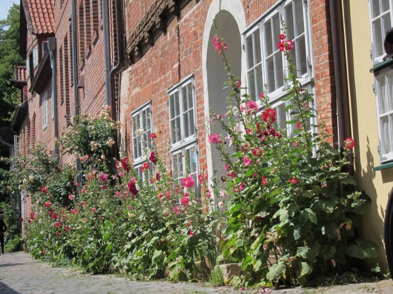 Rosen und Stockrosen blühen in der Straße "Auf dem Meere" in Lüneburg