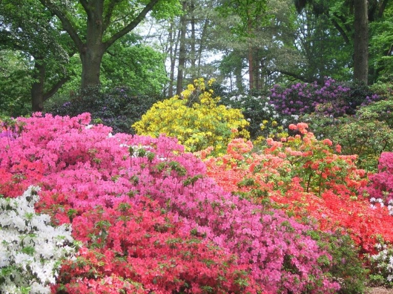 Zur Hauptblütezeit verwandelt sich der Bremer Rhododendronpark in ein Farbenmeer. Copyright: Ingrid Krause / BTZ Bremer Touristik-Zentrale