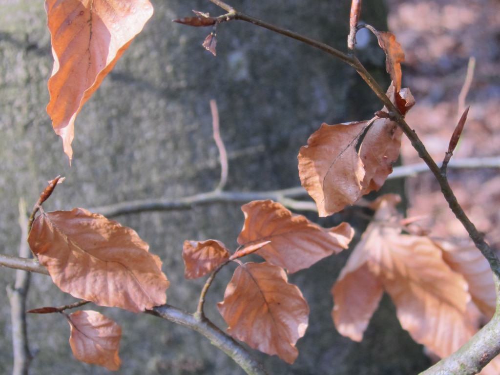 Buchenblätter im Winter
