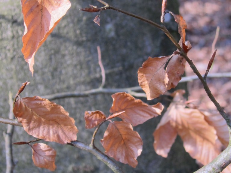 Buchenblätter im Winter