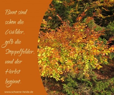 Bunt sind schon die Wälder, gelb die Stoppelfelder und der Herbst beginnt. www.schoene-heide.de
