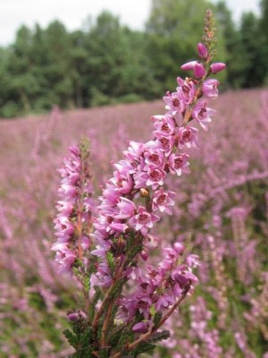 Besenheide (Calluna vulgaris) in voller Blüte