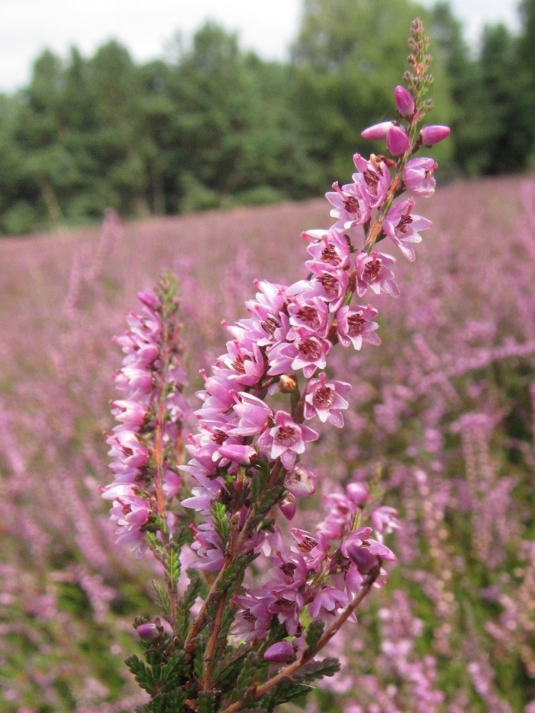 Besenheide (Calluna vulgaris) in voller Blüte