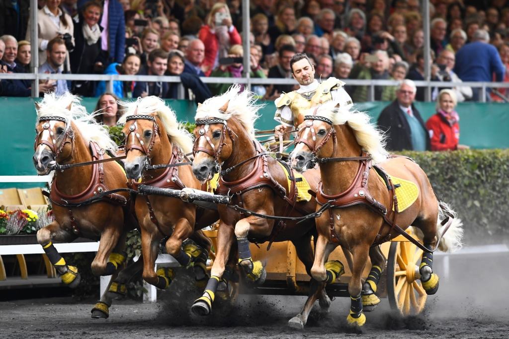 Celler Hengstparade 2017: Quadriga mit  Haflingern des Haflingergestüts Luber aus Bayern. Foto: M. Schreiner