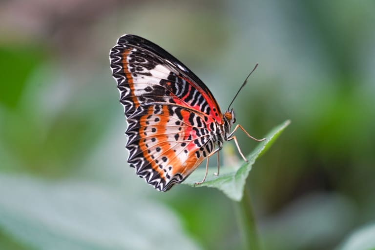 Cethosia cyane, Schmetterling aus der Familie der Edelfalter, Foto: Weltvogelpark Walsrode