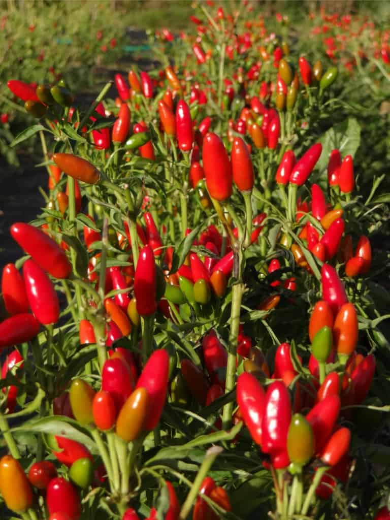 Knallrot leuchten die Chilis auf dem Feld in Dannhorn – bald kann die Ernte beginnen. Foto: Susanne Menke