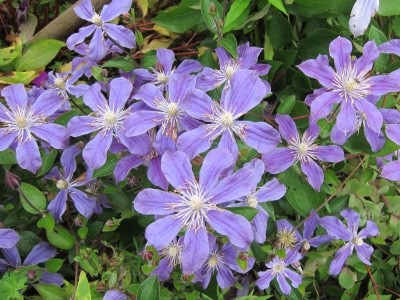 Blau-lila-farbene Clematisblüten