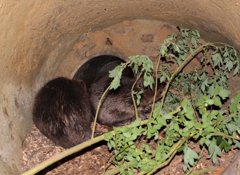 Das neue Biberpärchen im Biosphaerium Bleckede genießt das erste frische Grün im Biberbau.