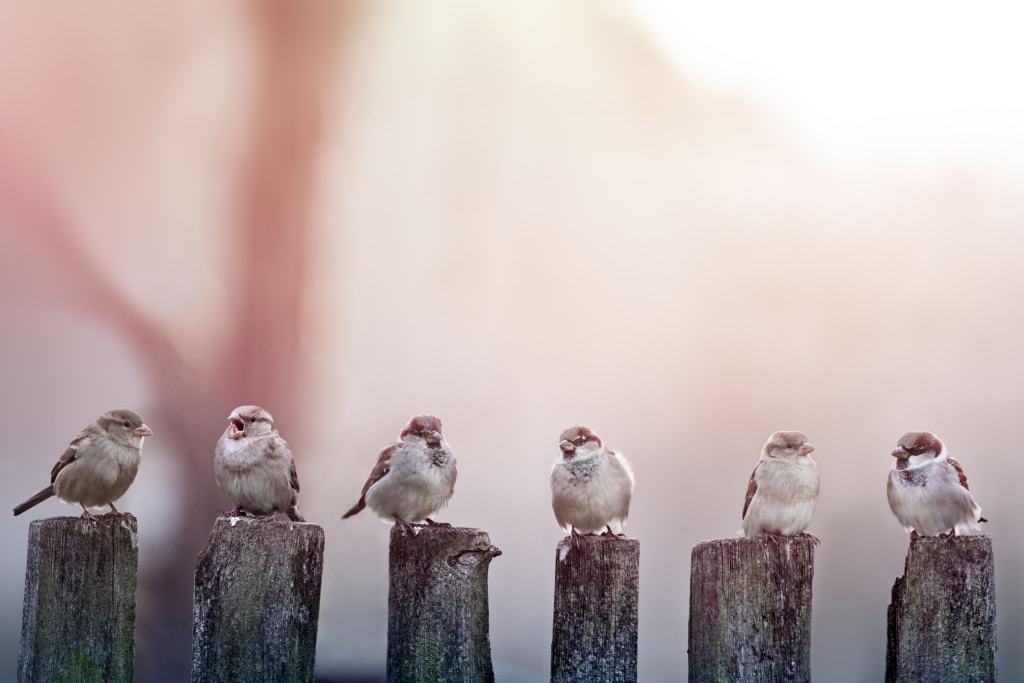 Spatzen (Passer domesticus) - depositphoto/@ivankmit